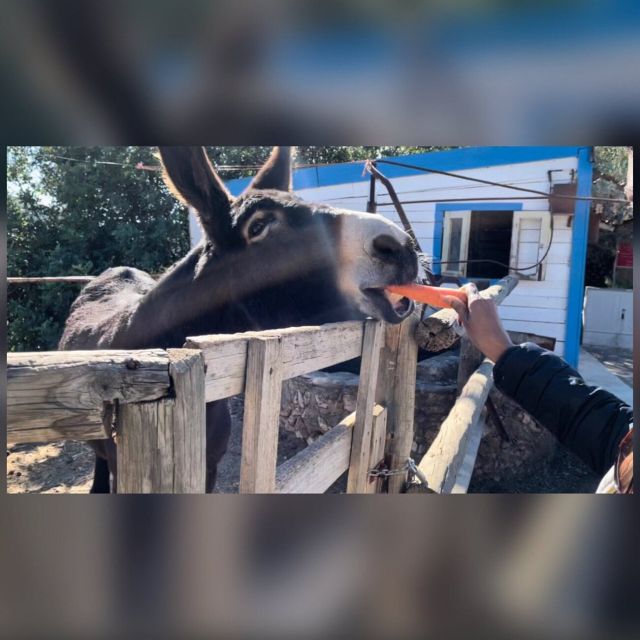 Albufeira Safari exploring villages, churches, castle & farm - Alte and the question of swimming