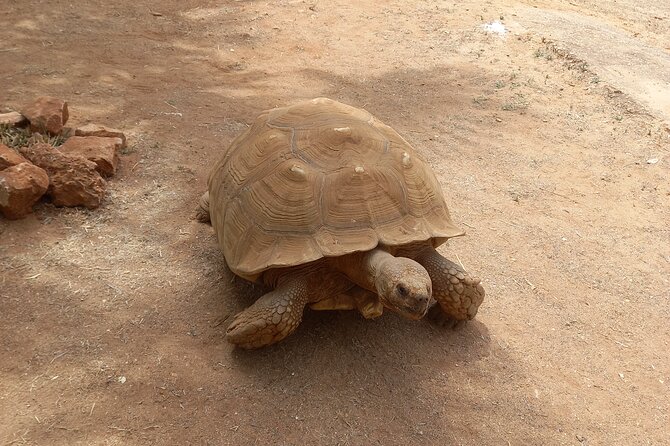 Albufeira Safari w/ Krazy World Visit, Bones & Animals - The Paderne Castle question