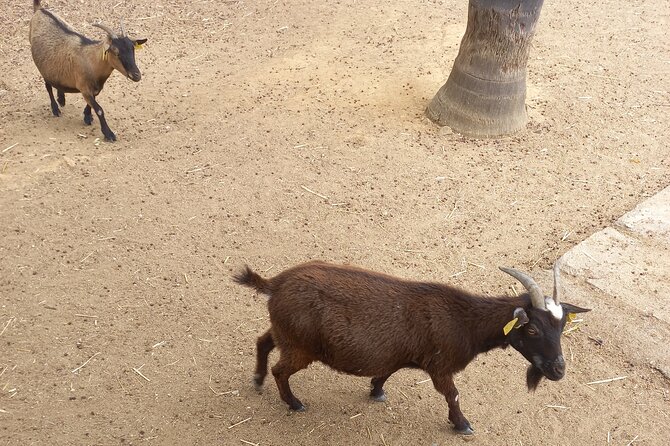 Albufeira Safari w/ Krazy World Visit, Bones & Animals - Why the small group matters