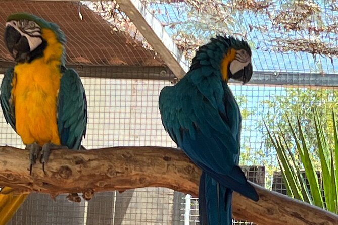 Albufeira Safari w/ Krazy World Visit, Bones & Animals - Pickup, timing, and physical effort