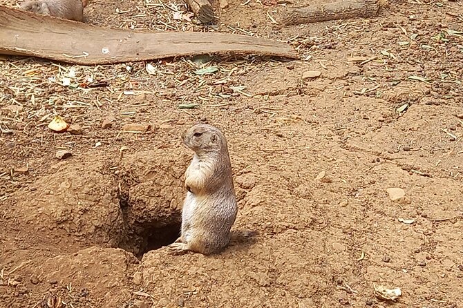 Albufeira Safari w/ Krazy World Visit, Bones & Animals - A 15-minute visit to Capela dos Ossos