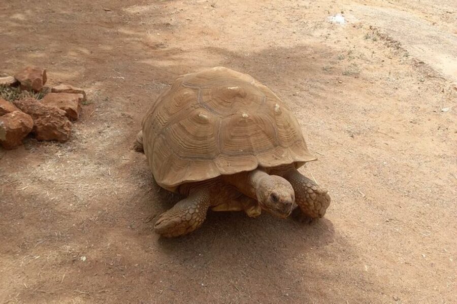 Albufeira Safari with entrance in Krazy World & Bone Chapel - Key points to know before booking
