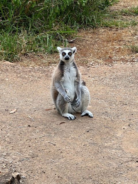 Albufeira Safari with entrance in Krazy World & Bone Chapel - Who should book this experience?