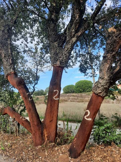 Algarve: 4x4 Safari Tour - from Coastal Wonders to Rural Treasures - Is $56 good value?