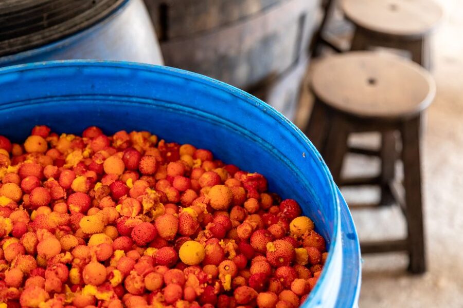 Algarve: Jeep Safari with Distillery Visit & Lunch - Guides who turn driving into a tour
