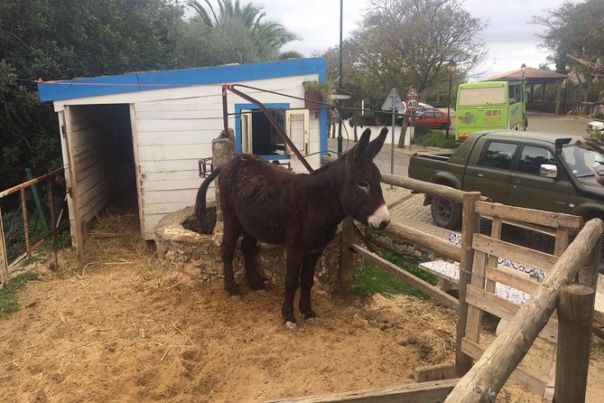 Algarve Mountains & Villages - Half Day Jeep Safari Trip - Alte village and the essential pastel de nata