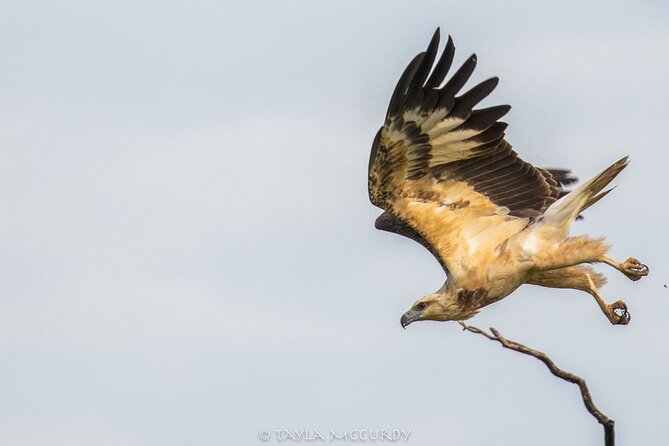 All Inclusive Private Safari in Minneriya National Park - Wildlife beyond the elephant herds
