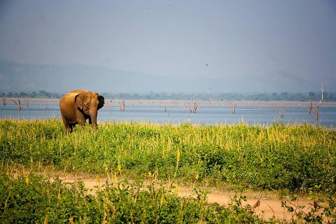 All Inclusive Private Safari in Minneriya National Park - Vehicle comfort and guide quality