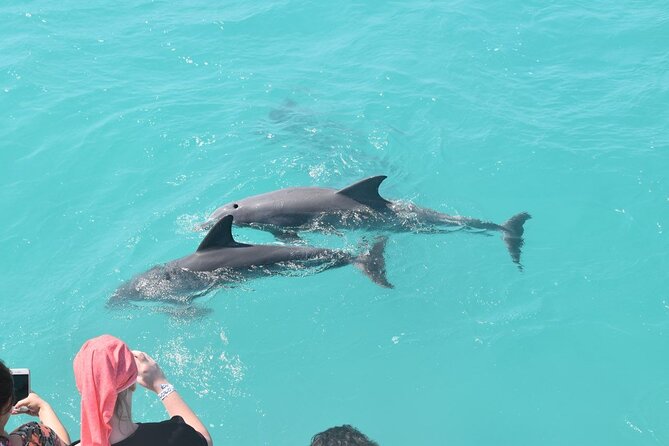 All-Inclusive Sandbar Safari with Dolphin Playground Encounter - Leaving from the Historic Seaport at 11 a.m.