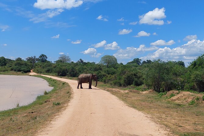 All Inclusive Udawalawe National Park Safari Day Tour from Colombo and Negombo - Guides who add real value