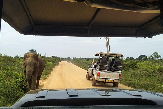 All Inclusive Udawalawe National Park Safari Day Tour from Colombo and Negombo - What is included, and what you still need to pay for