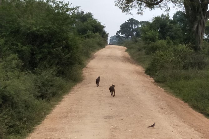 All Inclusive Udawalawe National Park Safari Day Tour from Colombo and Negombo - Booking, cancellation, and simple planning advice