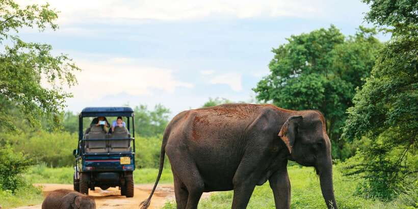 All inclussive Udawalawa National Park Safari From Colombo - Three hours among Udawalawe’s elephants
