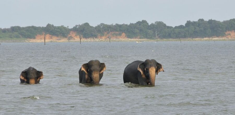 All inclussive Udawalawa National Park Safari From Colombo - Lunch at a local hotel, at your own cost