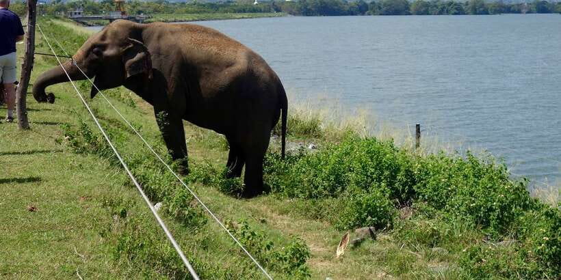 All inclussive Udawalawa National Park Safari From Colombo - The 45-minute Elephant Transit Home visit