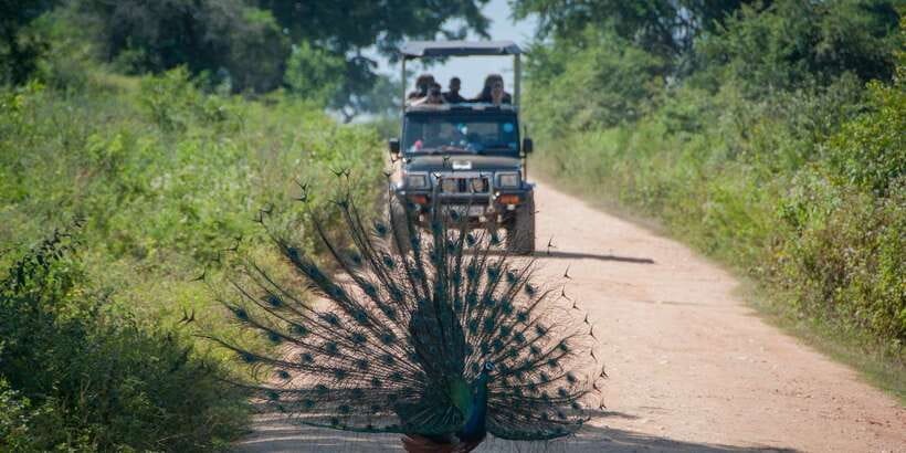 All inclussive Udawalawa National Park Safari From Colombo - What the wildlife sightings are really like