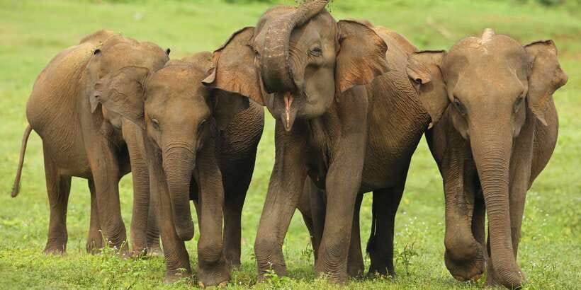 All inclussive Udawalawa National Park Safari From Colombo - Who should book this Colombo safari?