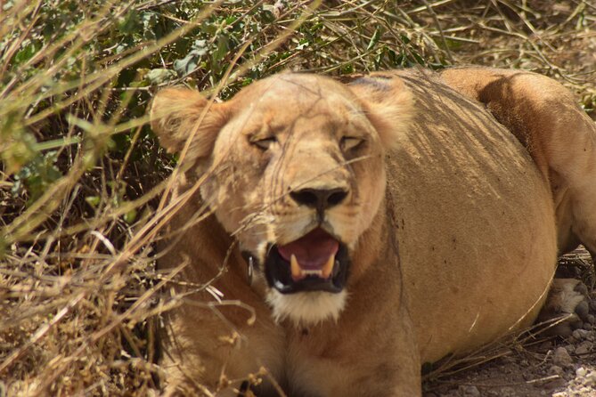 Amazing 4 Days Tanzania Budget Camping Group Joining Safari - Day 2: Entering the Serengeti through the highlands