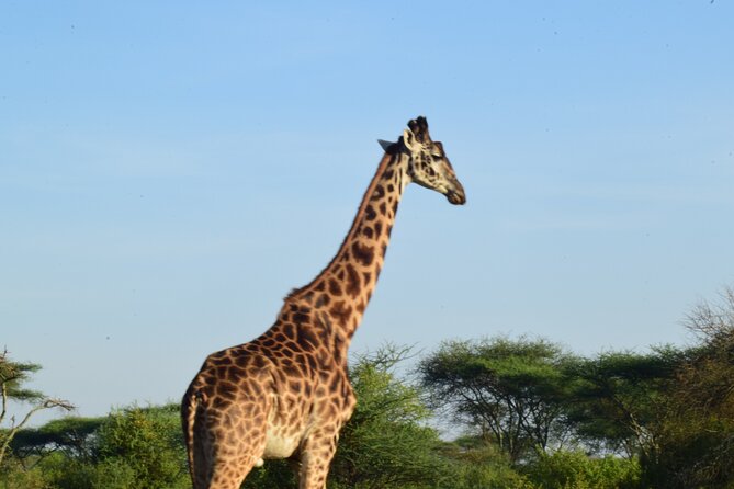 Amazing 4 Days Tanzania Budget Camping Group Joining Safari - Day 4: Descending into Ngorongoro Crater