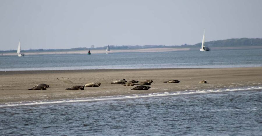 Amsterdam: Seal Safari at Waddensea UNESCO Site - Key points to know before you book