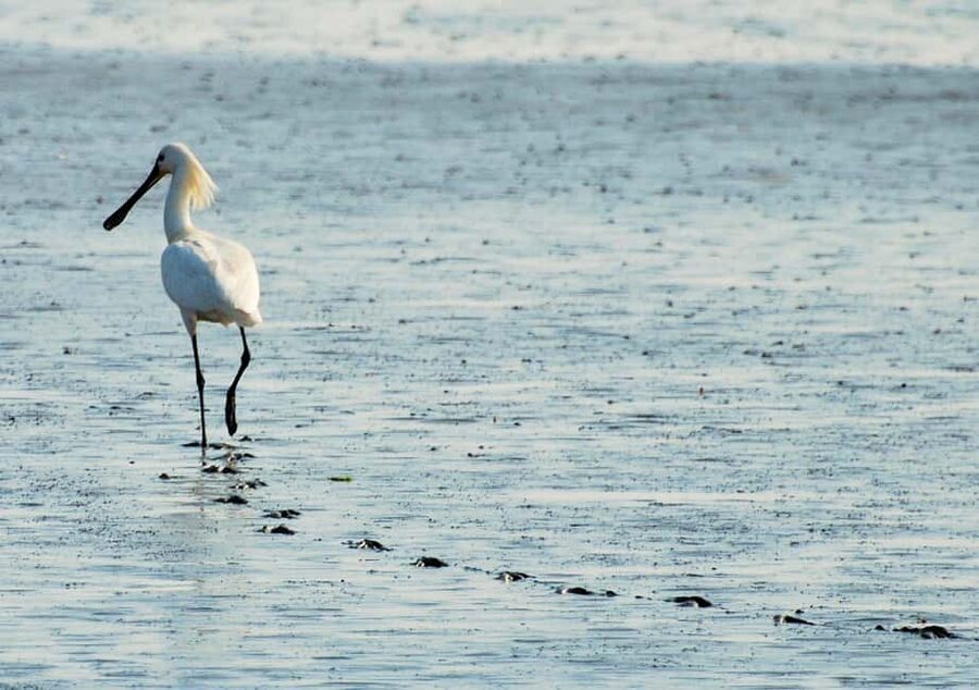 Amsterdam: Seal Safari at Waddensea UNESCO Site - Booking advice and final verdict