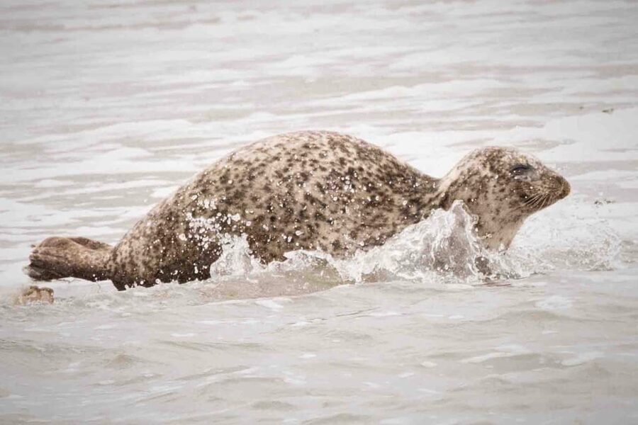 Amsterdam: Seal Safari at Waddensea UNESCO Site - Leaving Amsterdam for North Holland