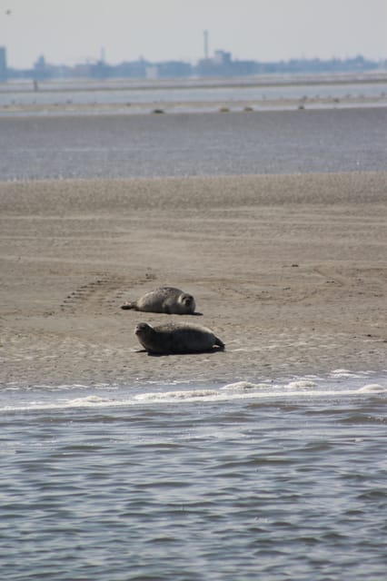 Amsterdam: Seal Safari at Waddensea UNESCO Site - Watching harbor and gray seals