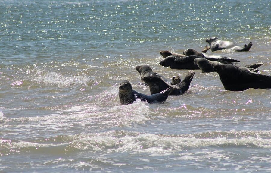 Amsterdam: Seal Safari at Waddensea UNESCO Site - The 20-minute stop in Twisk