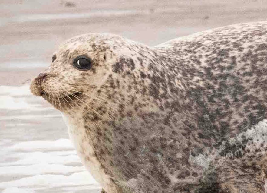 Amsterdam: Seal Safari at Waddensea UNESCO Site - What the $147 price really covers