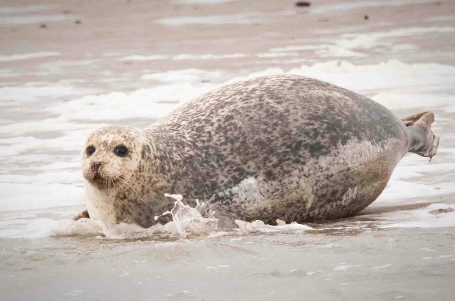 Amsterdam: Seal Safari at Waddensea UNESCO Site - Guides, language, and the feel of the day