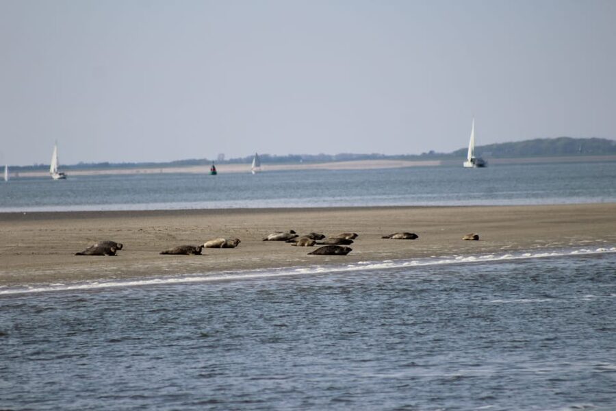 Amsterdam: Seal Safari at Waddensea UNESCO Site - Weather, clothing, and practical comfort