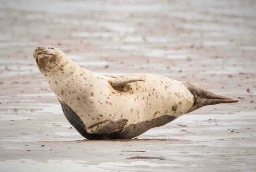 Amsterdam: Seal Safari at Waddensea UNESCO Site - Who will enjoy this seal safari most?