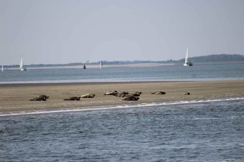 Amsterdam: Seal Safari at Waddensea UNESCO Site - Boarding at Den Oever