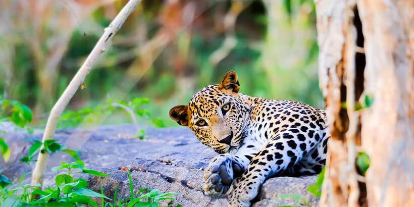 Anuradhapura: Full-Day Wilpattu All Inclusive Private Safari - Why Wilpattu makes a strong day trip from Anuradhapura