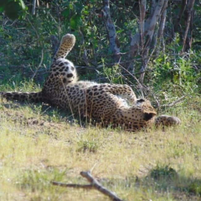 Anuradhapura: Full-Day Wilpattu All Inclusive Private Safari - Low vehicle numbers help, but do not remove the waiting