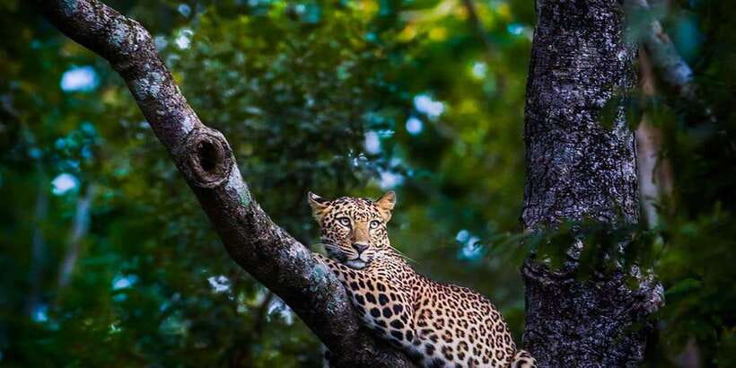 Anuradhapura: Full-Day Wilpattu All Inclusive Private Safari - What the $90 price includes