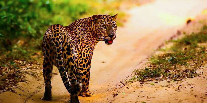 Anuradhapura: Full-Day Wilpattu All Inclusive Private Safari - Who will enjoy this safari most