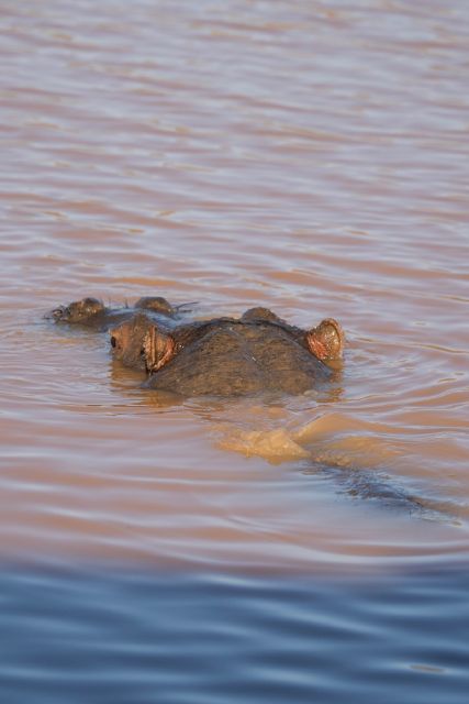 Aquila Game Reserve: Afternoon Safari - Five useful things to know before you go