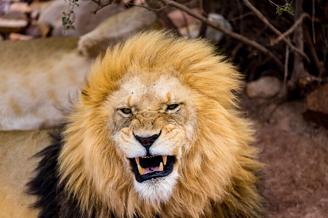 Aquila Game Reserve Safari with Park Fees, Transport & Lunch - Key points before you book