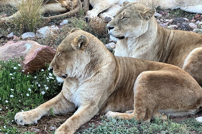 Aquila Game Reserve Safari with Park Fees, Transport & Lunch - What this Cape Town safari really offers