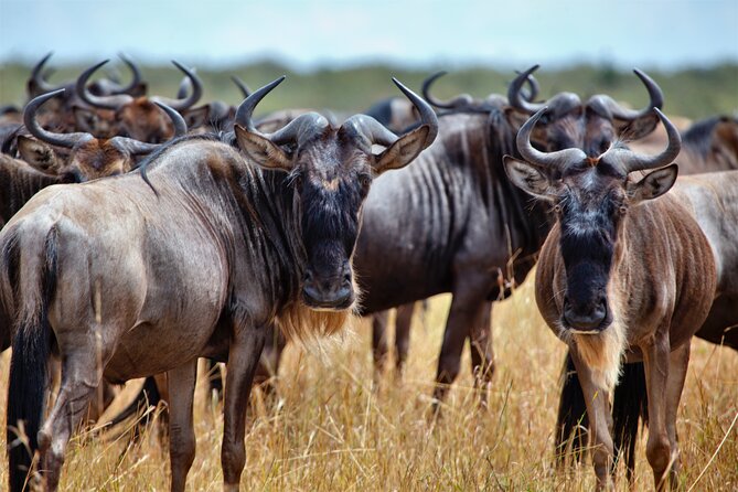 Aquila Game Reserve Safari with Park Fees, Transport & Lunch - The drive through Paarl and the Cape Winelands
