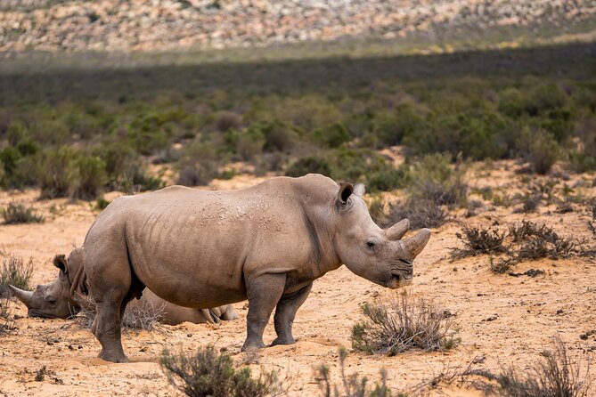 Aquila Game Reserve Safari with Park Fees, Transport & Lunch - Three hours in an open safari vehicle
