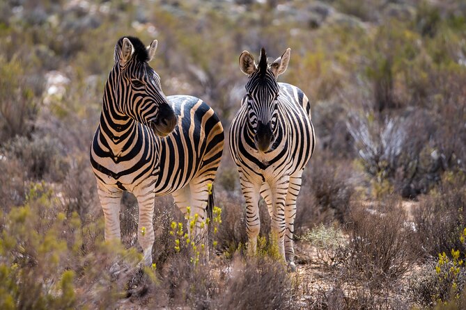 Aquila Game Reserve Safari with Park Fees, Transport & Lunch - The guides make a real difference
