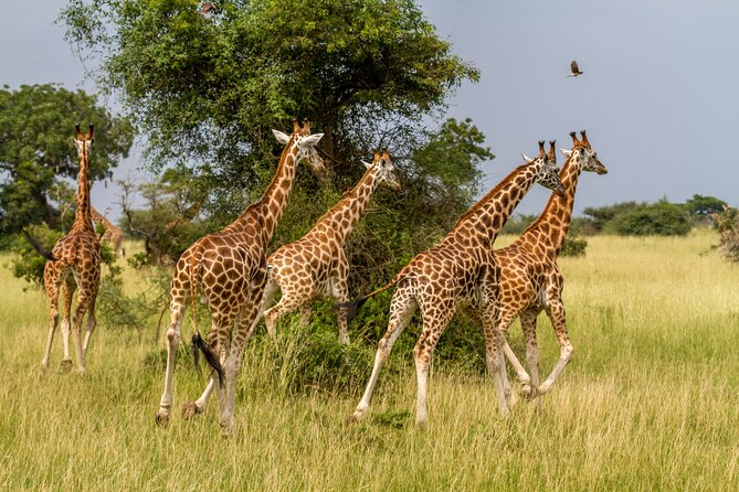 Aquila Game Reserve Safari with Park Fees, Transport & Lunch - Returning to Cape Town