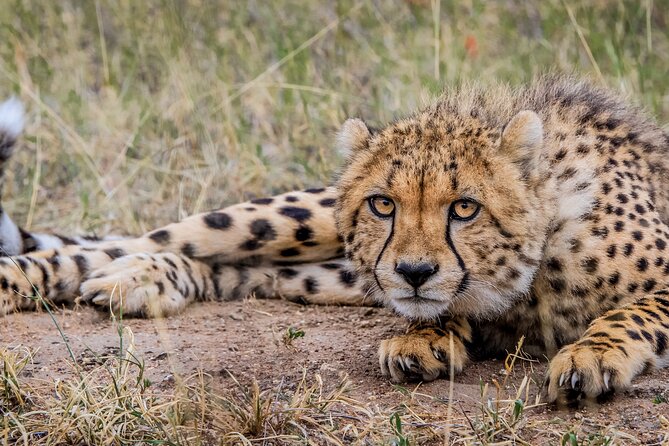 Aquila Game Reserve Safari with Park Fees, Transport & Lunch - The best reasons to choose this tour