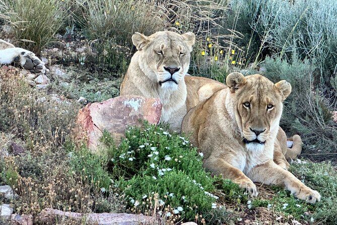 Aquila Game Reserve Safari with Park Fees, Transport & Lunch - The morning pickup from Cape Town