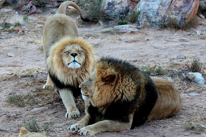 Aquila Game Reserve Safari with wine tasting, Transport & Lunch - The best parts at a glance