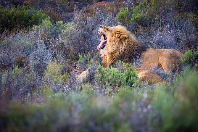 Aquila Game Reserve Safari with wine tasting, Transport & Lunch - A long Cape Town day with two very different rewards