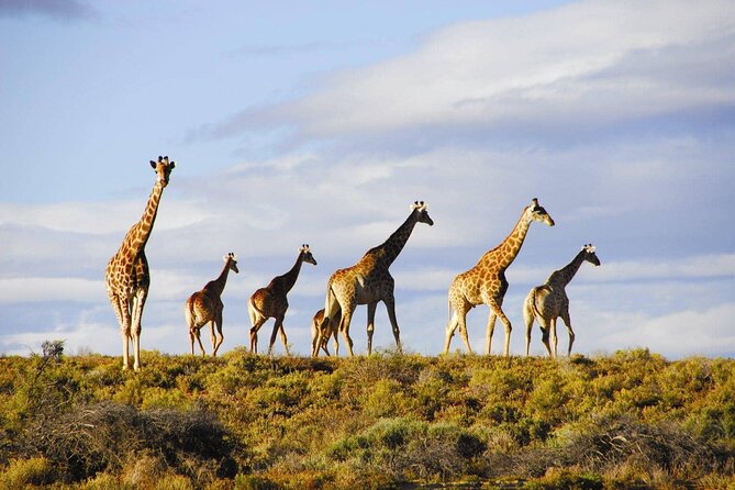 Aquila Game Reserve Safari with wine tasting, Transport & Lunch - Arriving at Aquila Private Game Reserve