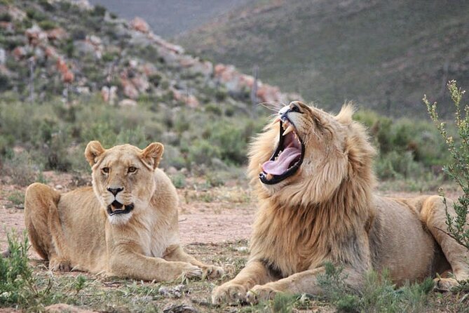 Aquila Game Reserve Safari with wine tasting, Transport & Lunch - Lunch, comfort, and the pace of the afternoon
